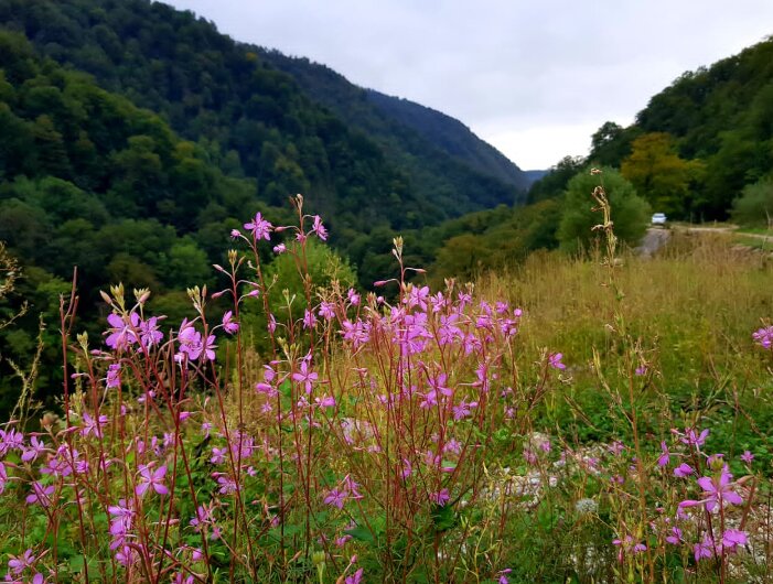 НА ГРАНИЦЕ С АБХАЗИЕЙ - Tata Wolf НА ГРАНИЦЕ С АБХАЗИЕЙ - Tata Wolf