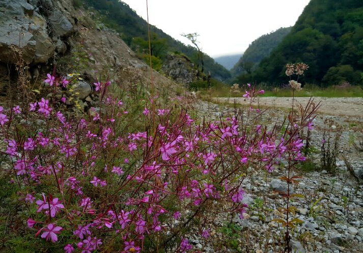НА ГРАНИЦЕ С АБХАЗИЕЙ - Tata Wolf