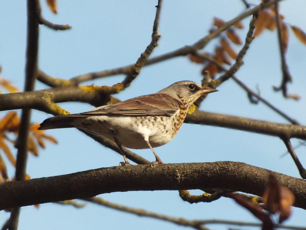 Дрозд - Зоя Мишина Дрозд - Зоя Мишина