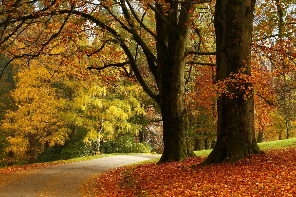 Утро осени - Юрий. Шмаков