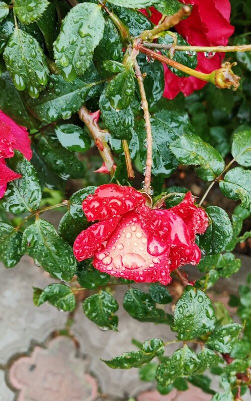 Осеннее настроение. - Светлана 13.06.