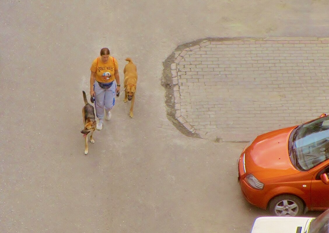 .. прогулка  с псами цвета осени... - galalog galalog