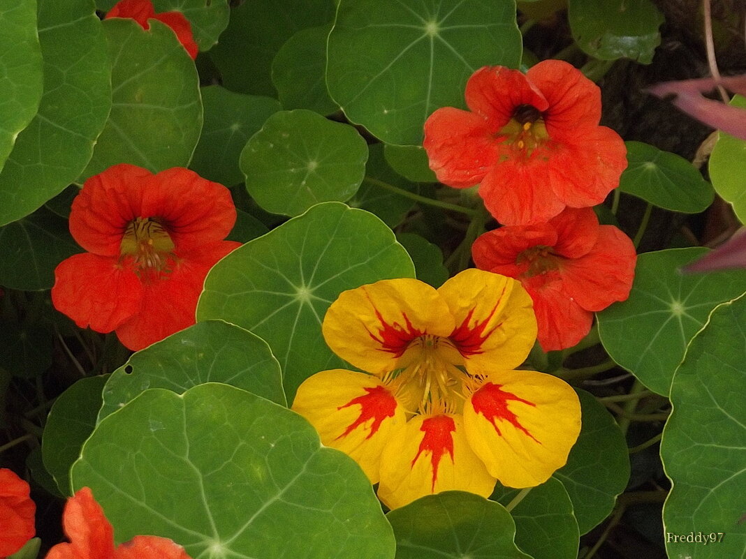 Настурция - Freddy 97