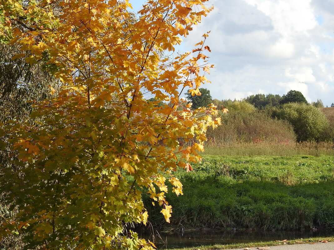 дикий мир осенью - ИННА ПОРОХОВА