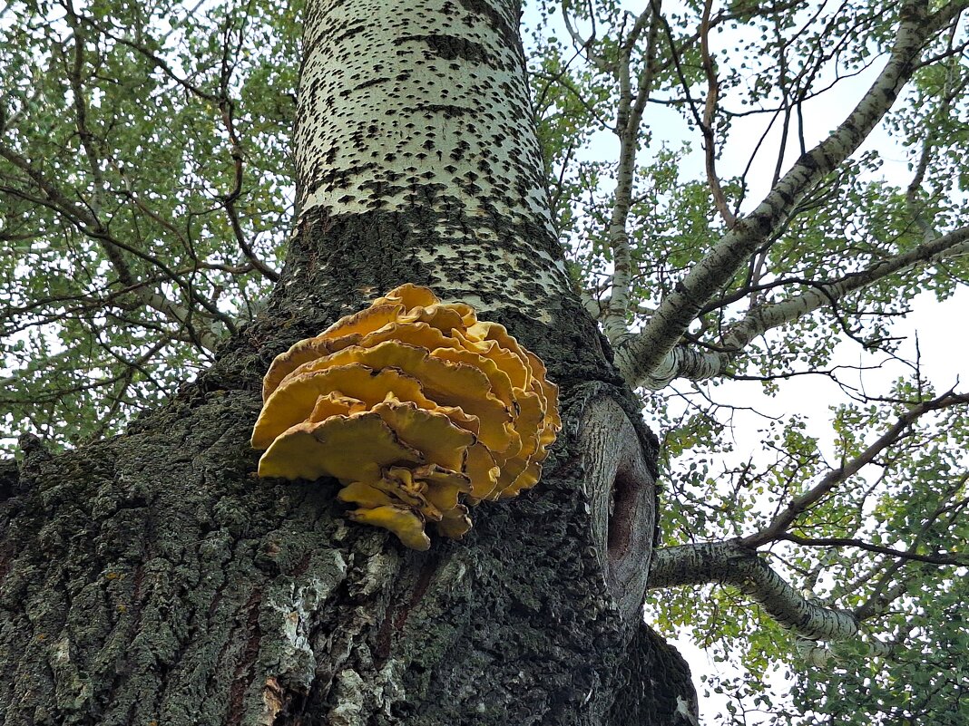 Грибочки - Наталья 