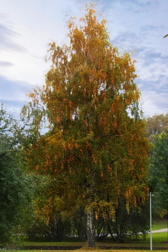 Красавица! - Тамара Вебер