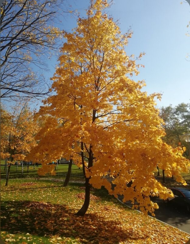 Только начало - Тамара Вебер