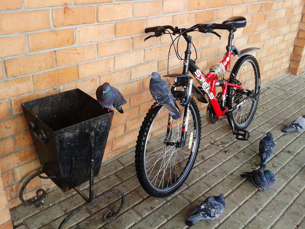 ждут хозяина - Владимир 