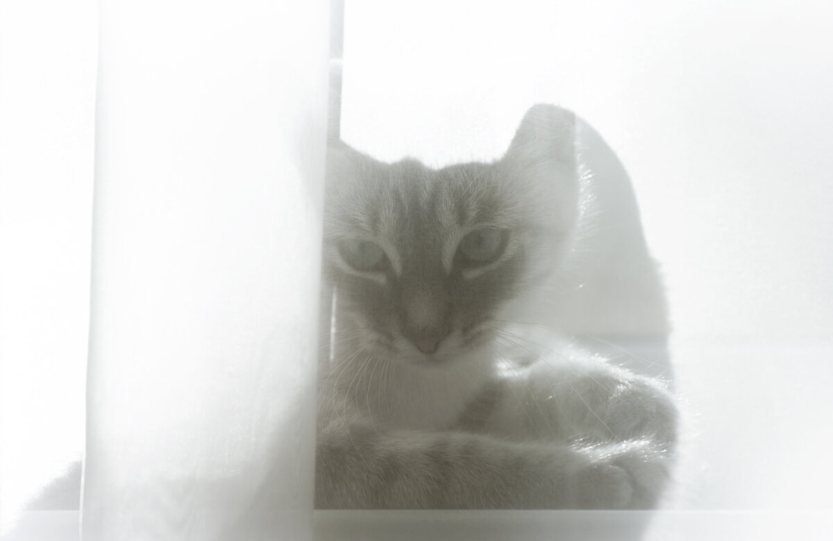 ТАИНСТВЕННАЯ ГОСТЬЯ - Володька Завитушкин