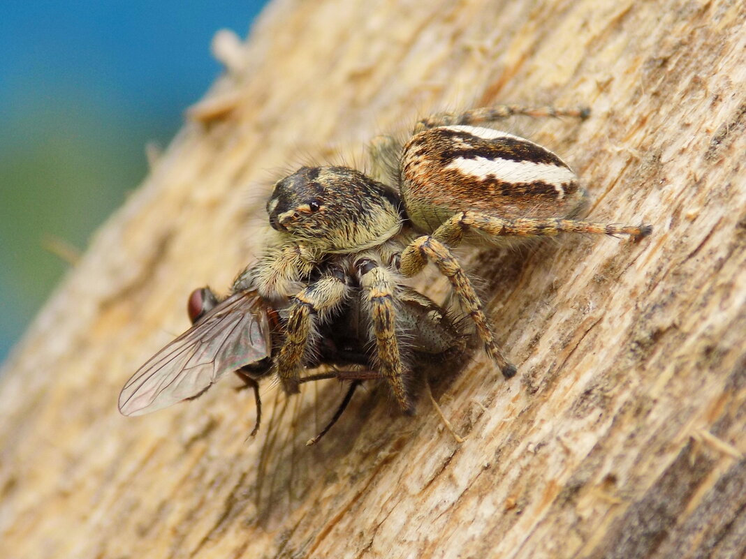 Догнала... - Константин Штарк