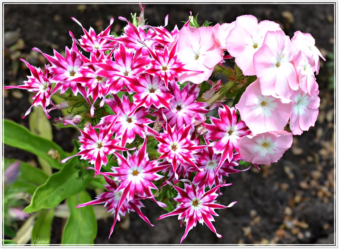 Флоксы - Ната57 Наталья Мамедова