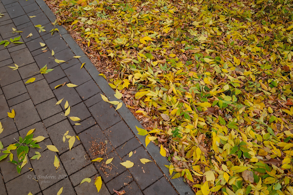 Опавшие листья - Александр Синдерёв