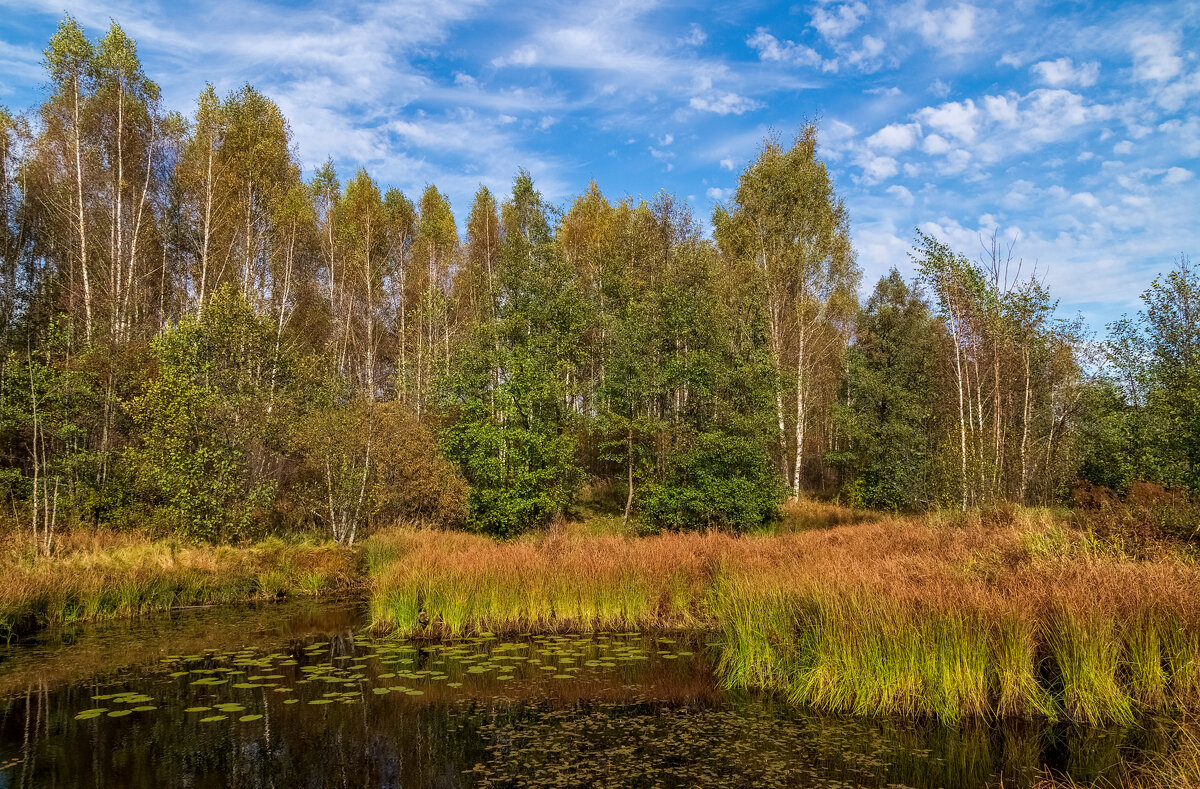 Осень достала краски 5 - Андрей Дворников