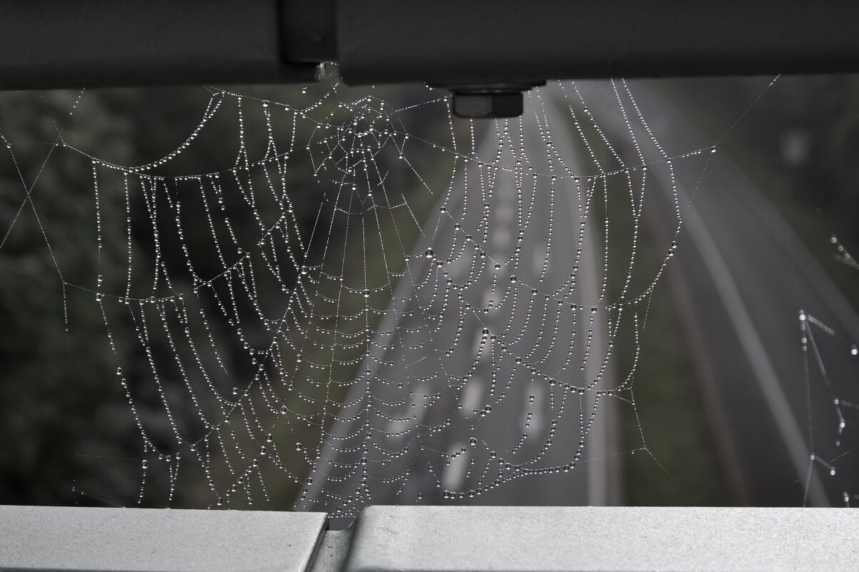 утренняя роса. - Lucy Schneider 