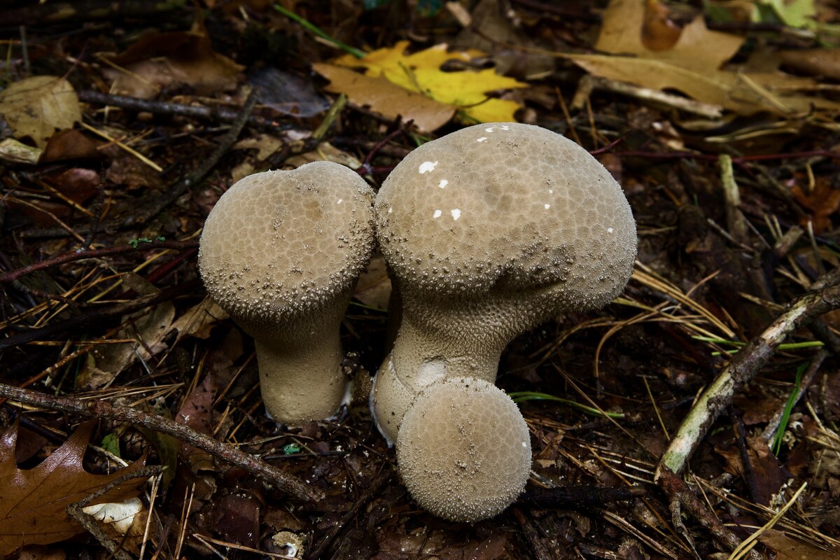 Красавец. - Lucy Schneider 