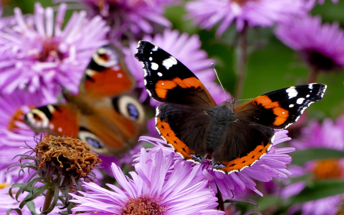 из вчерашней съёмки 5 - Александр Прокудин