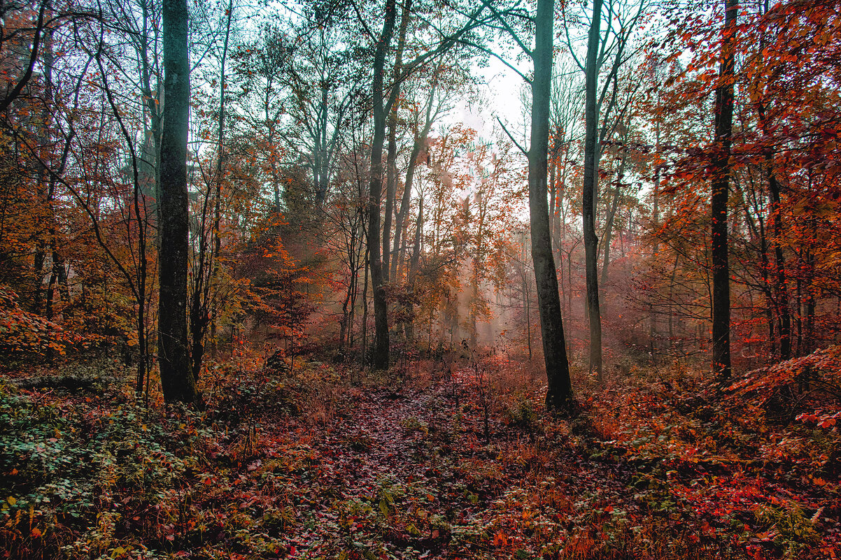 ----------- - igor G.