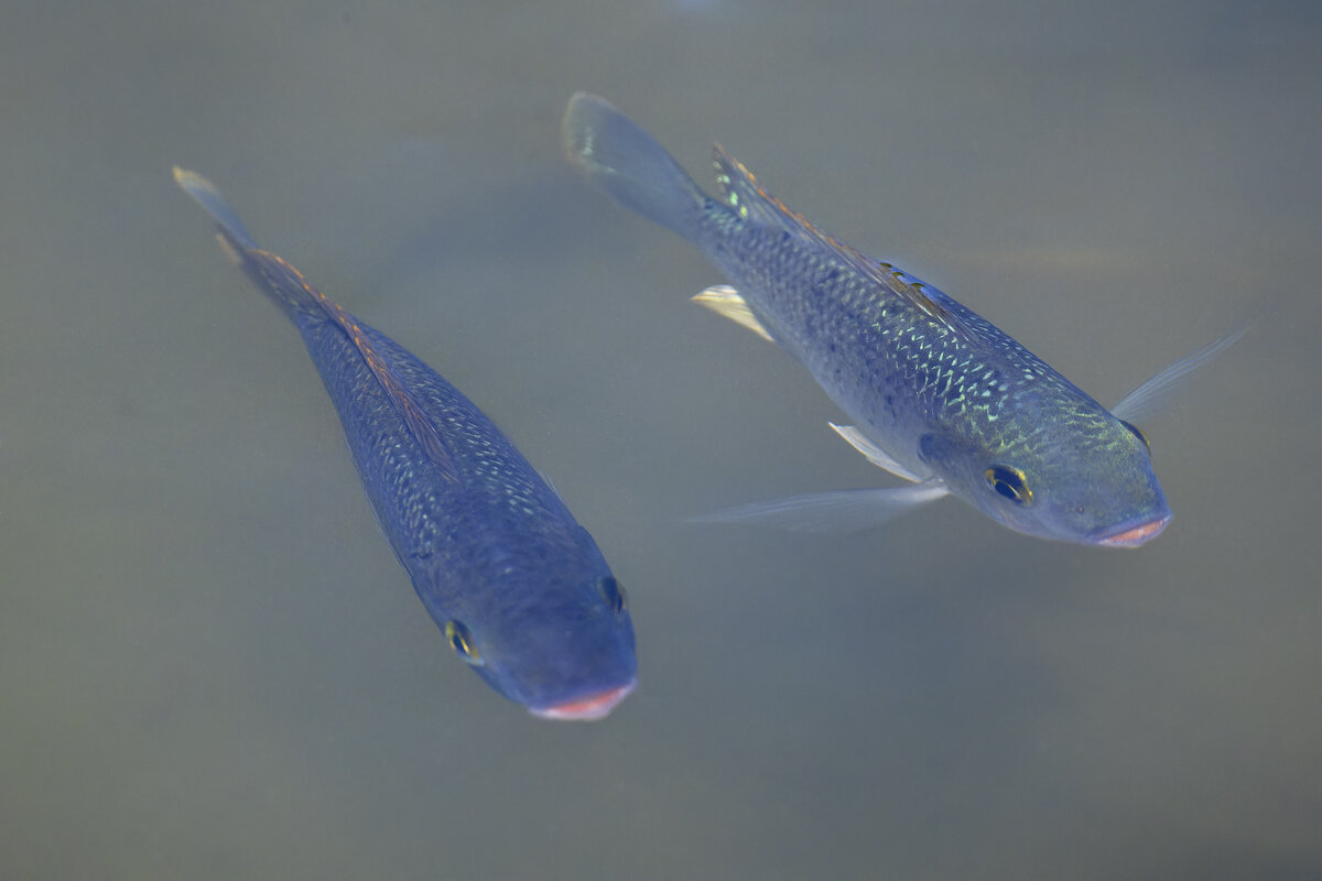 *** - Alexander Amromin