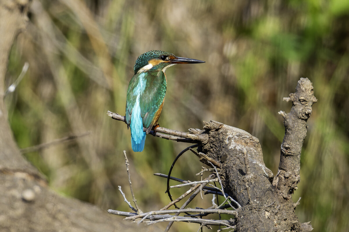 *** - Alexander Amromin