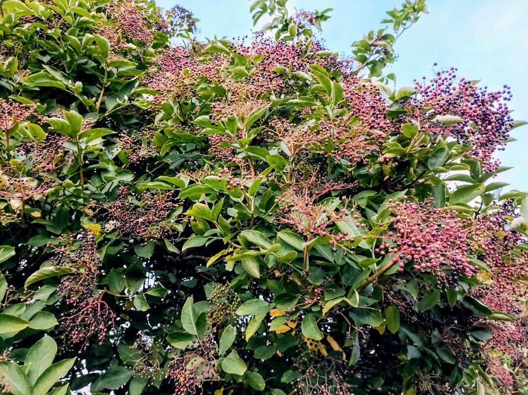 Бузина черная - Veera V