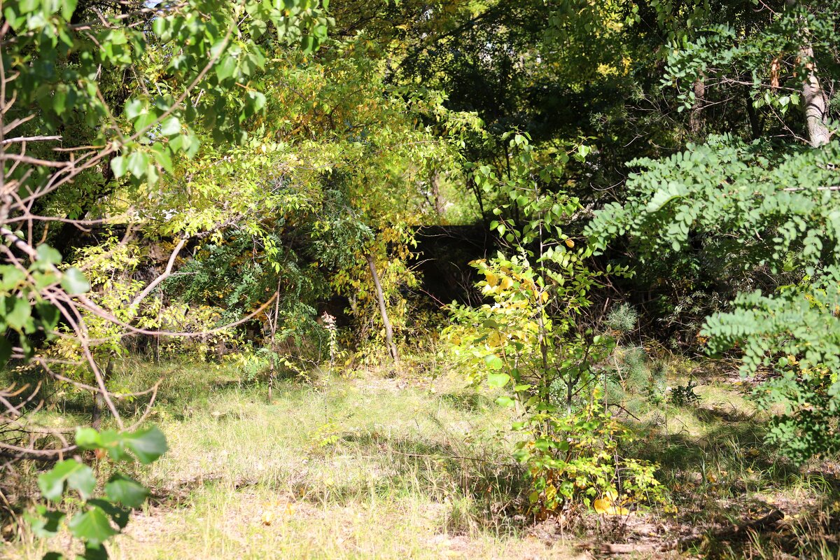 В парке - Андрей Л. В.