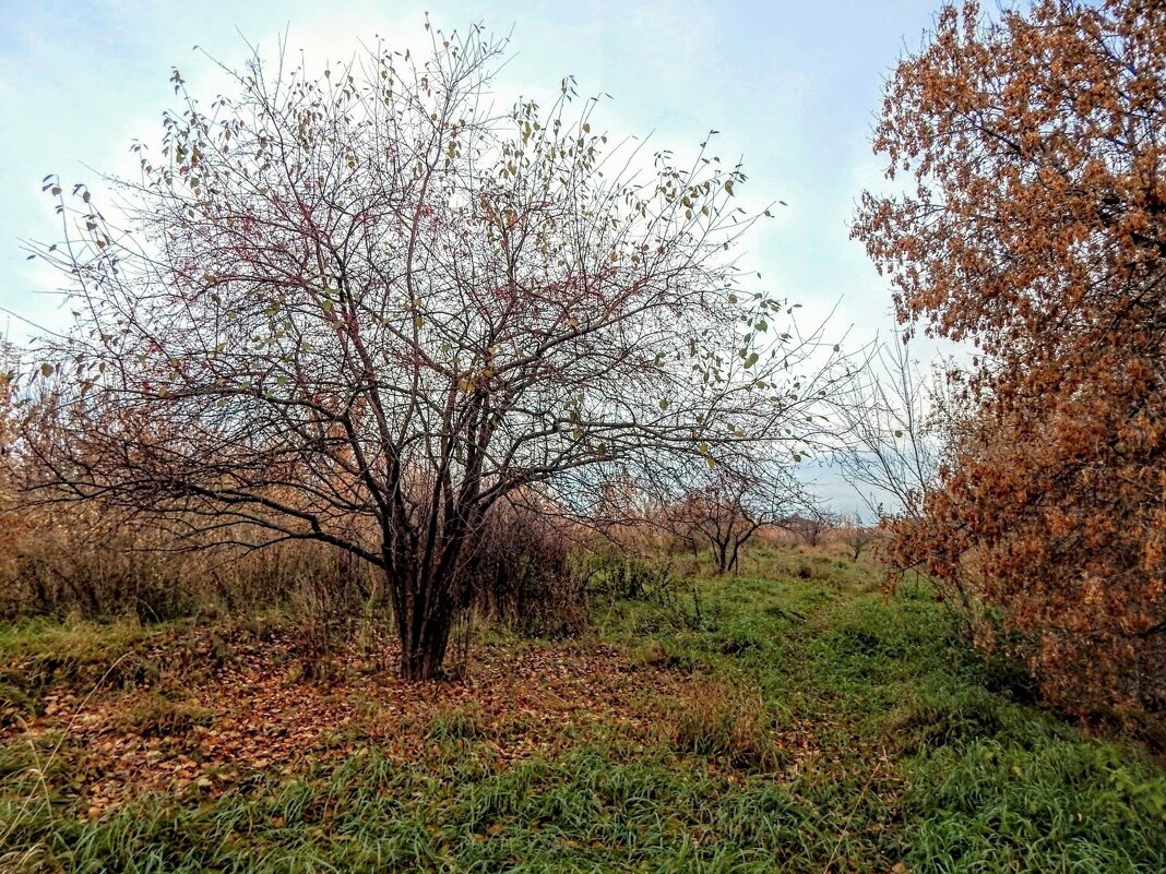 Куст остыл и листья сбросил! - Елена Хайдукова  ( Elena Fly )