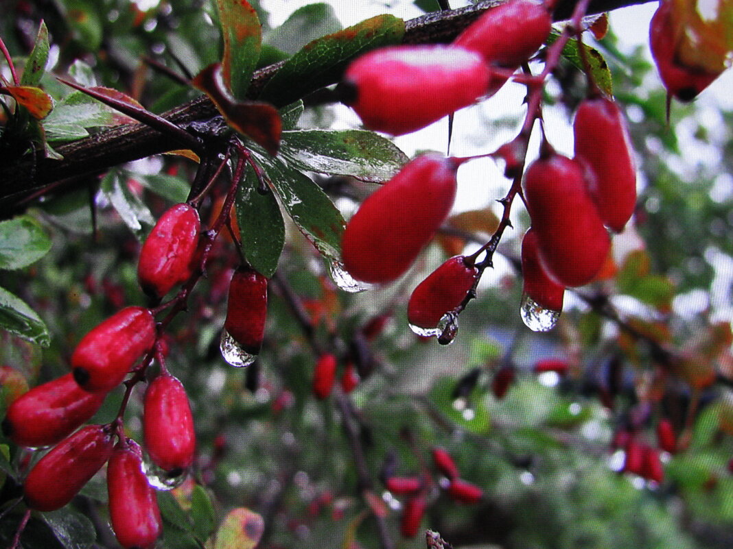 Барбариски - Людмила Смородинская