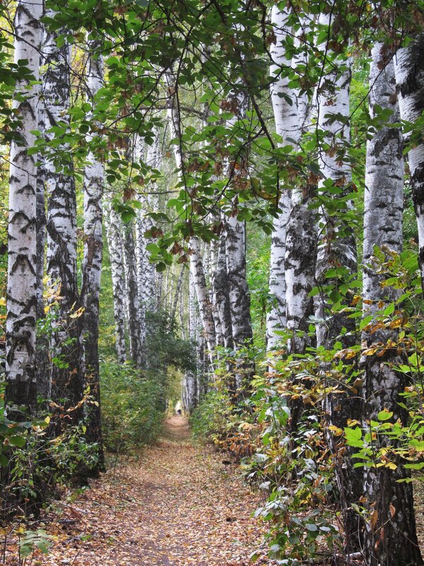 берёзовая аллея - Елена Шаламова