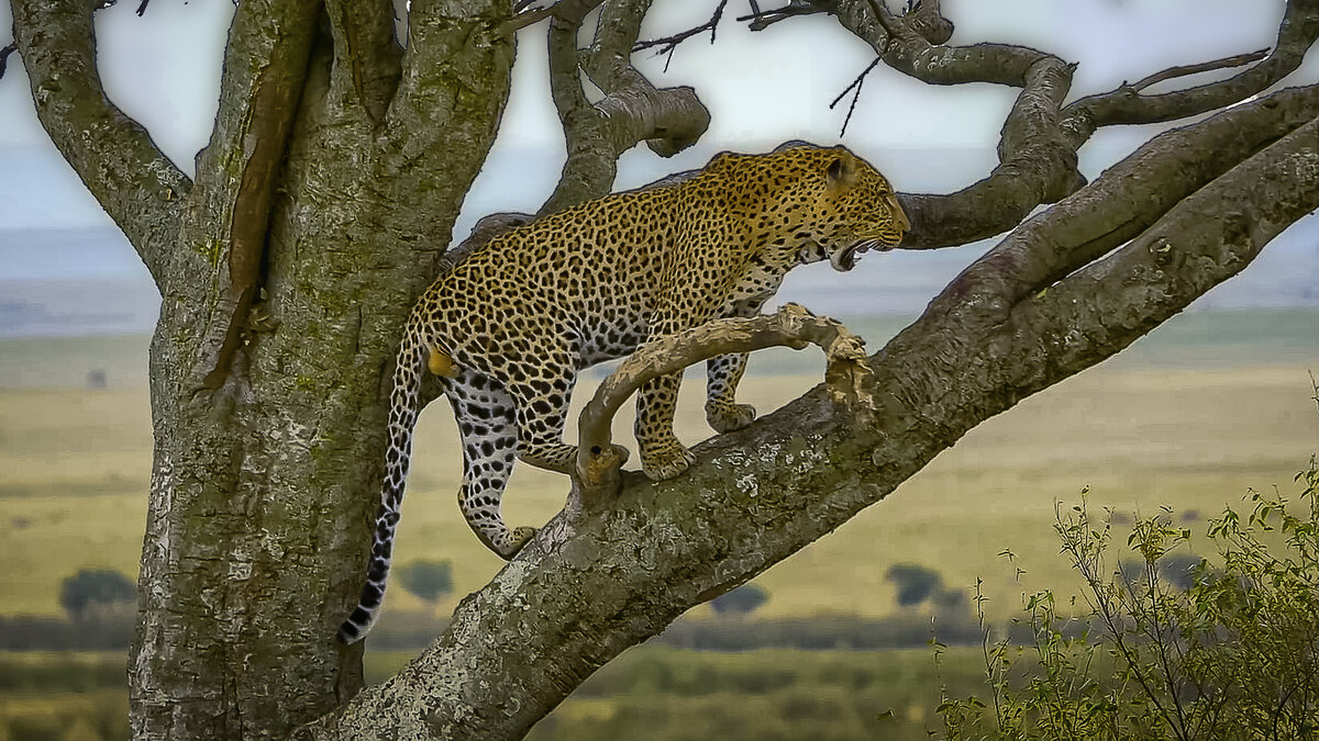 Африканский леопард - Aleksey Afonin