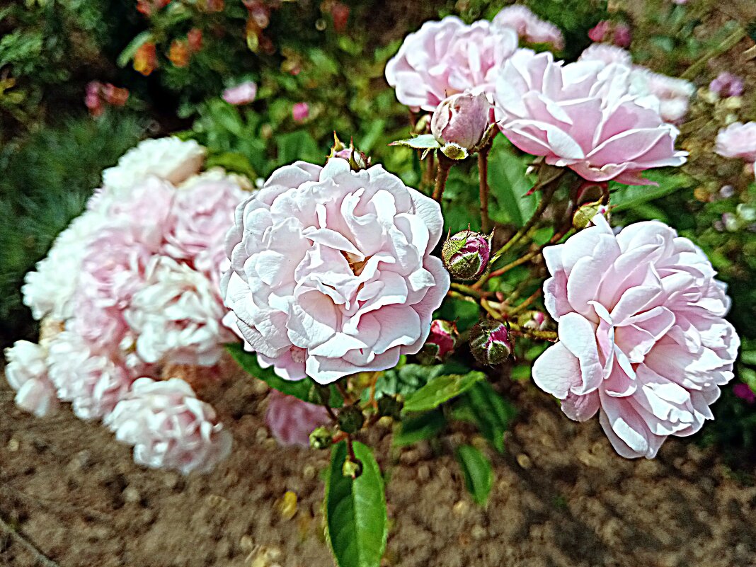 Цветы. - Владимир Драгунский