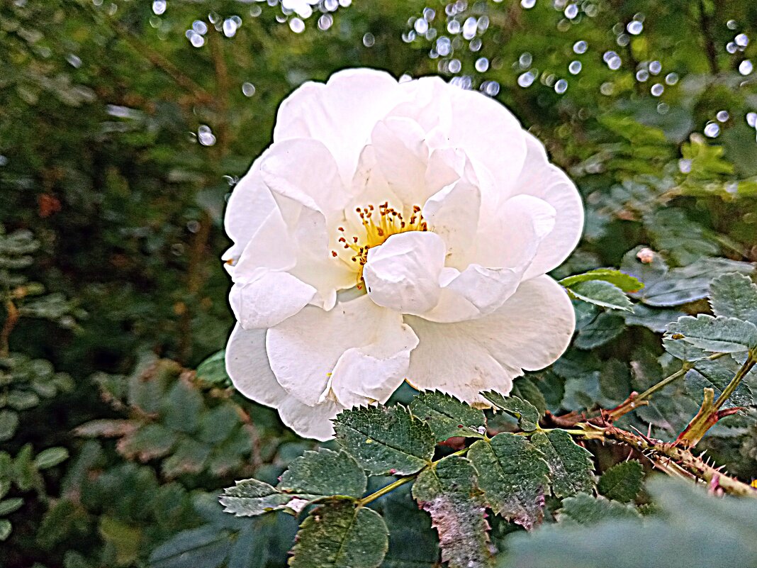 Цветы. - Владимир Драгунский Цветы. - Владимир Драгунский