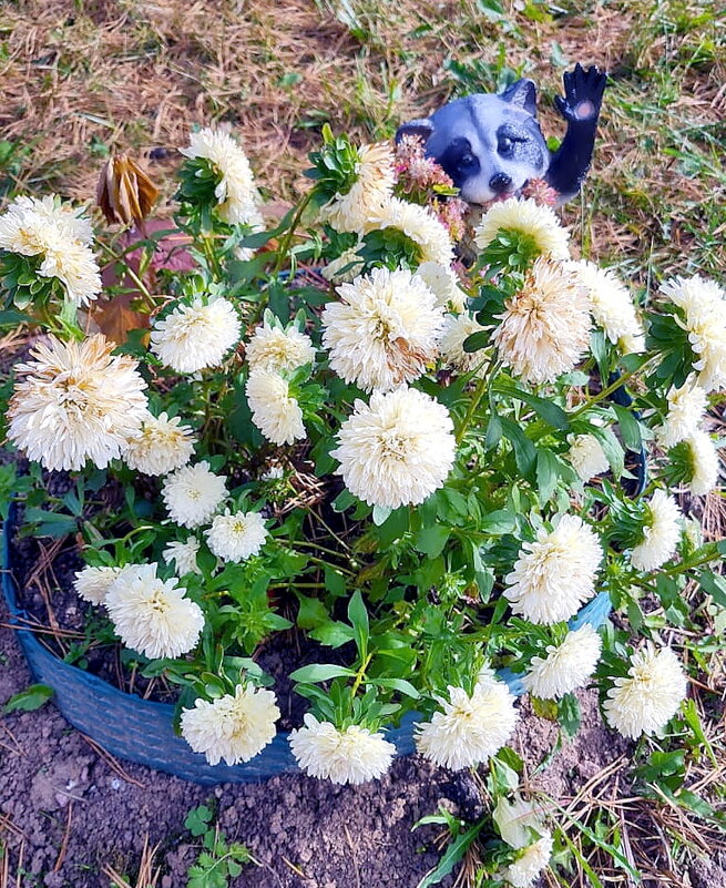 Любитель цветов - Ольга Довженко