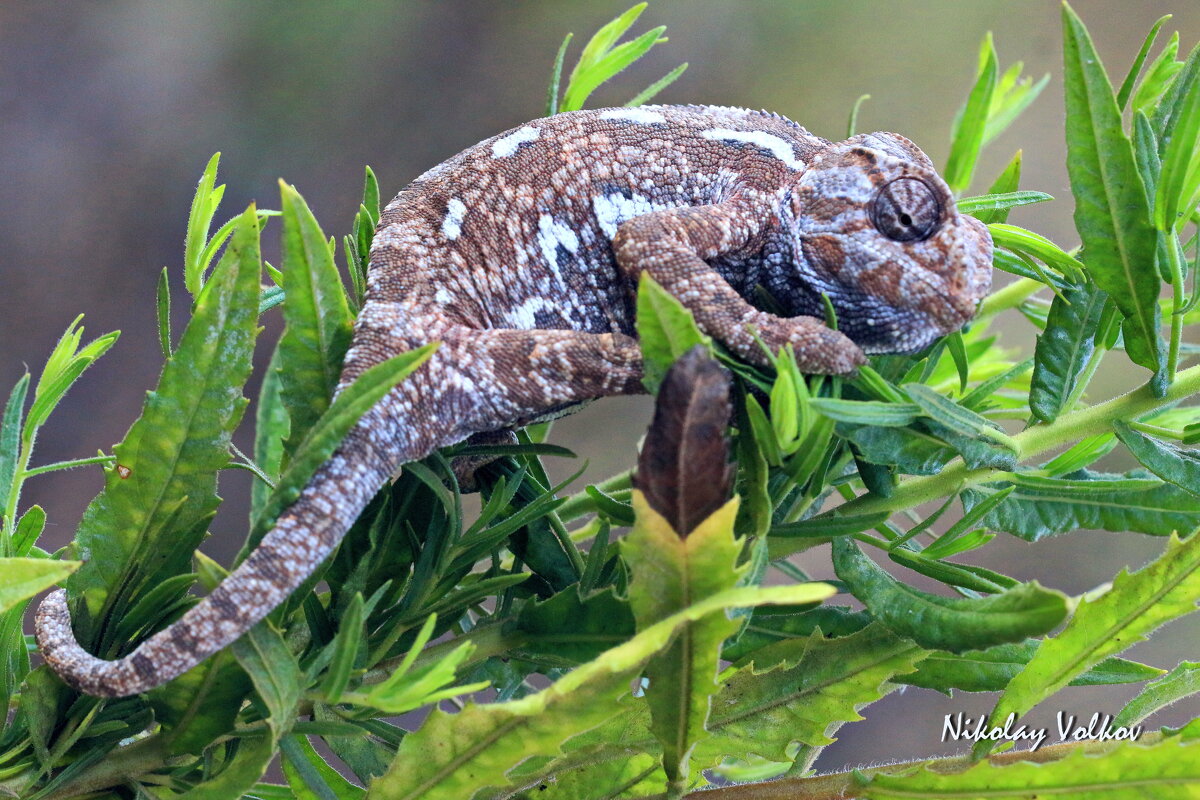 Хамелеон. - Николай Волков