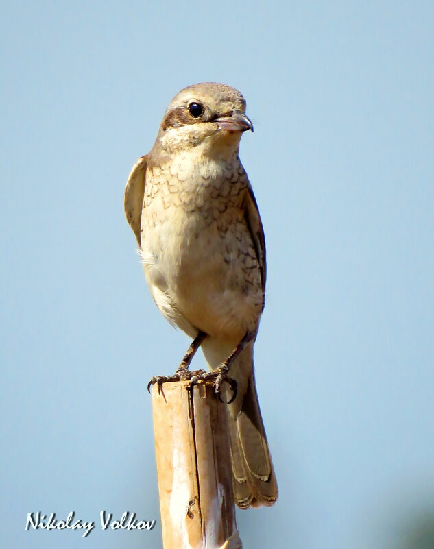 Сорокопут - Николай Волков