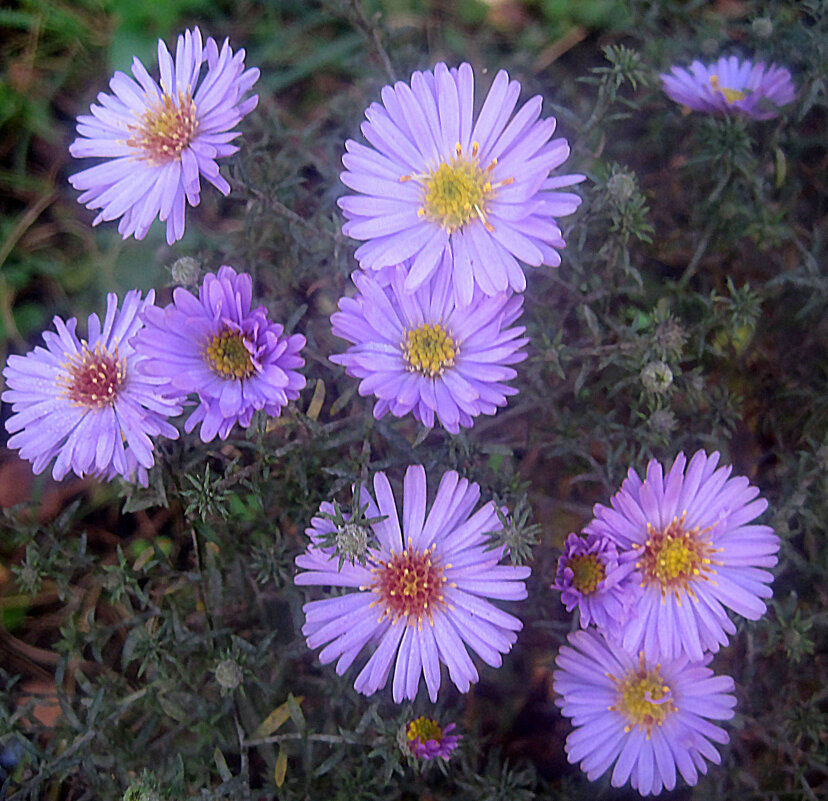 Осенние цветы - Елена Семигина