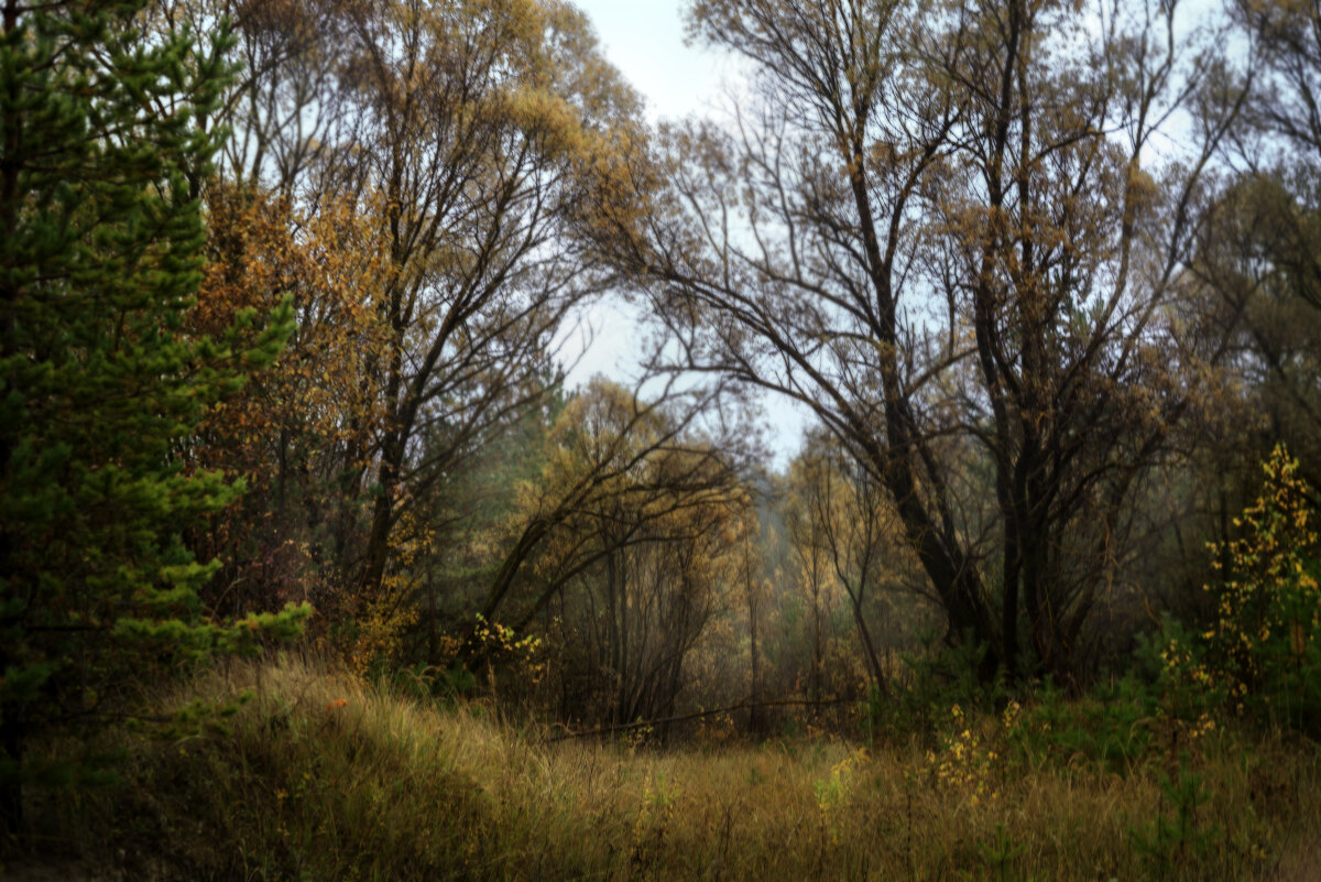 Просека - sorovey Sol