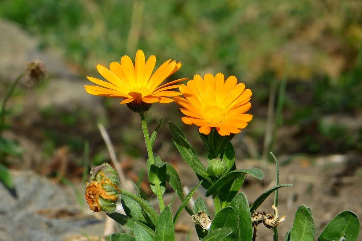 Яркие звёздочки октября - Татьяна Смоляниченко