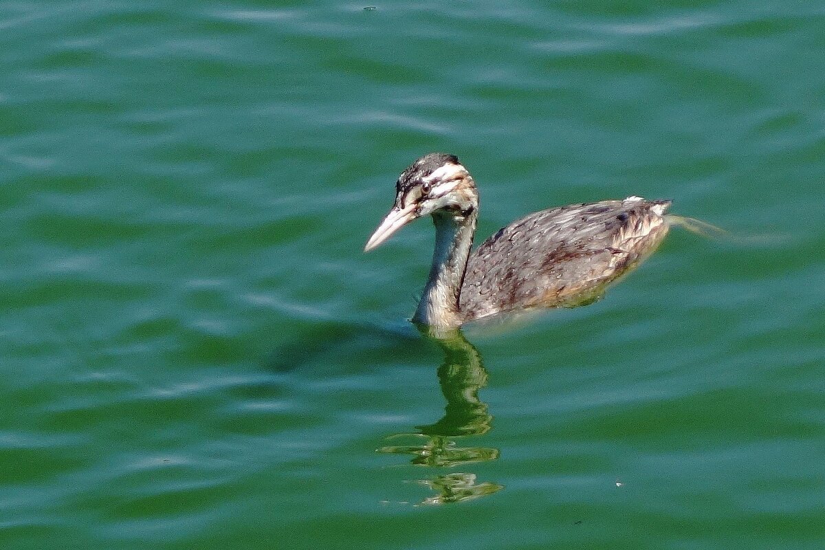 Молодая чомга - Рита Симонова
