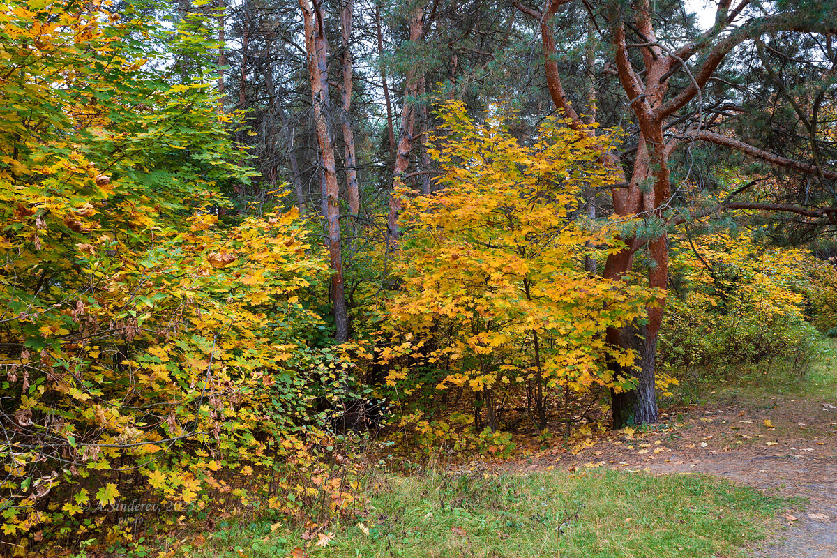 Про осень - Александр Синдерёв