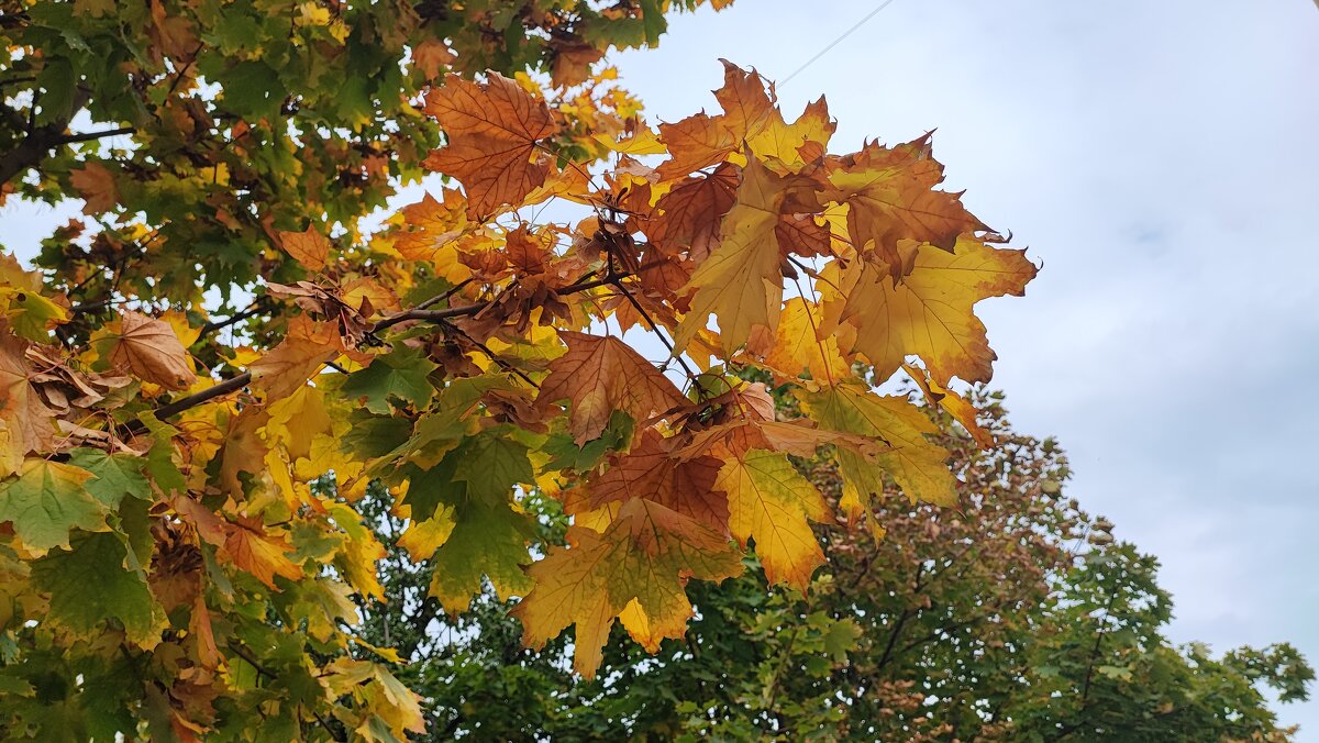 ,,, - Сергей Тимоновский