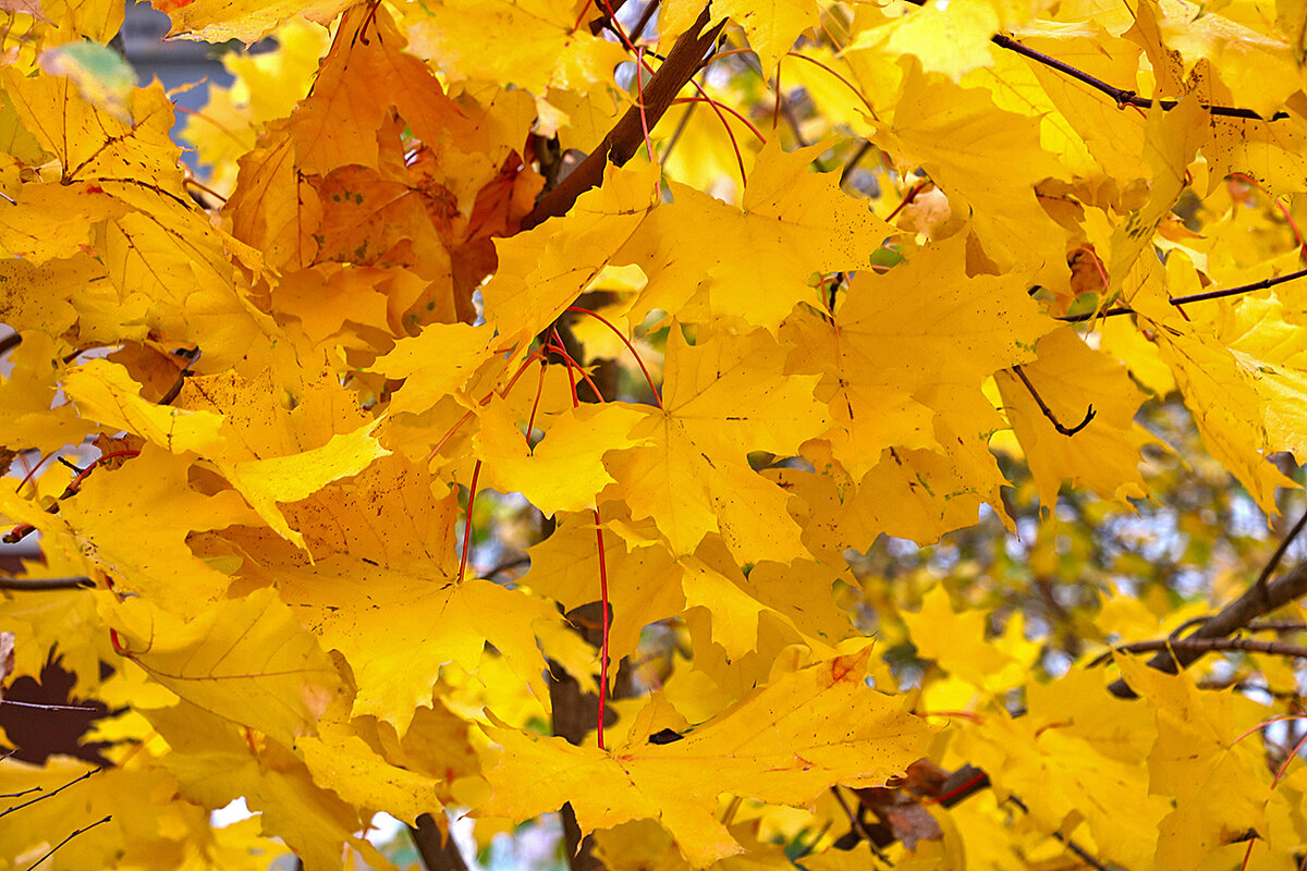Золото октября - Светлана Золото октября - Светлана