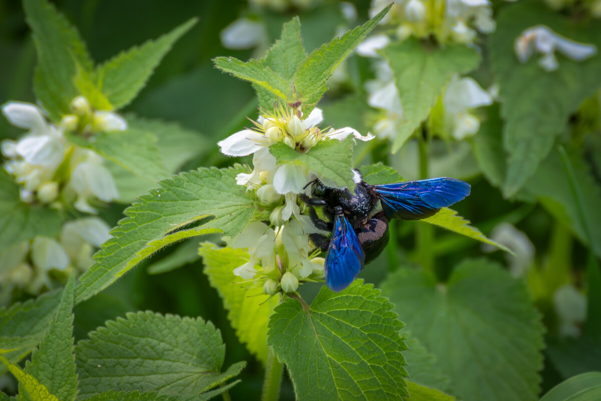 Пчела плотник - Игорь Сикорский