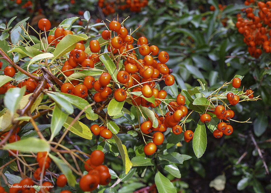 Пираканта ярко-красная - Светлана Ищенко