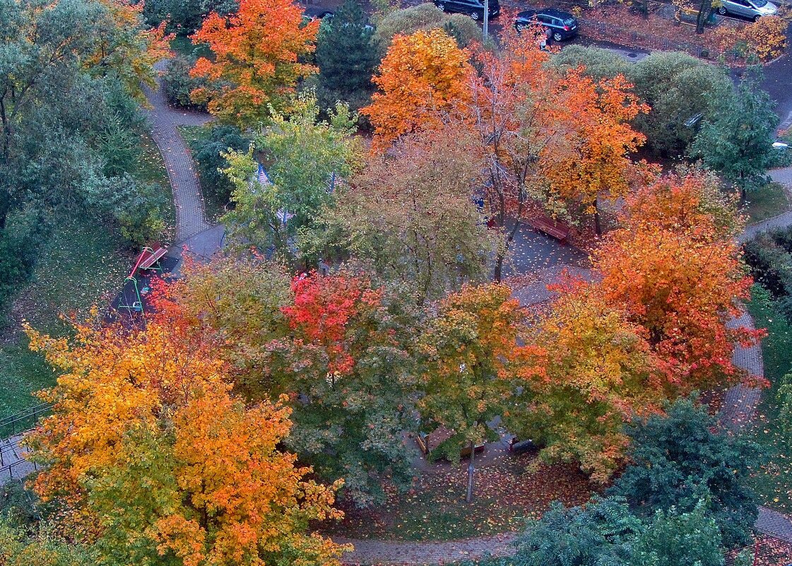 .разноцветие осени в моём дворе.. - galalog galalog .разноцветие осени в моём дворе.. - galalog galalog