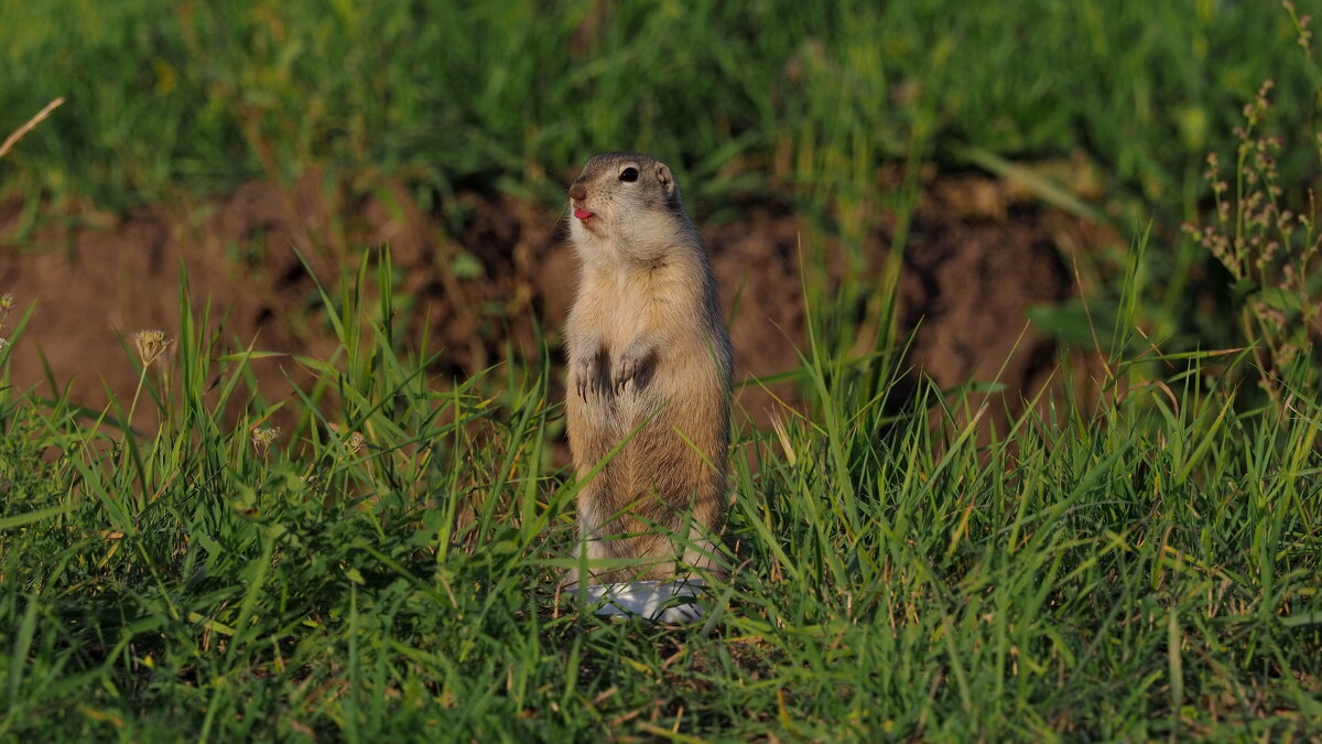 Стою, смотрю, язык показываю - Владимир 