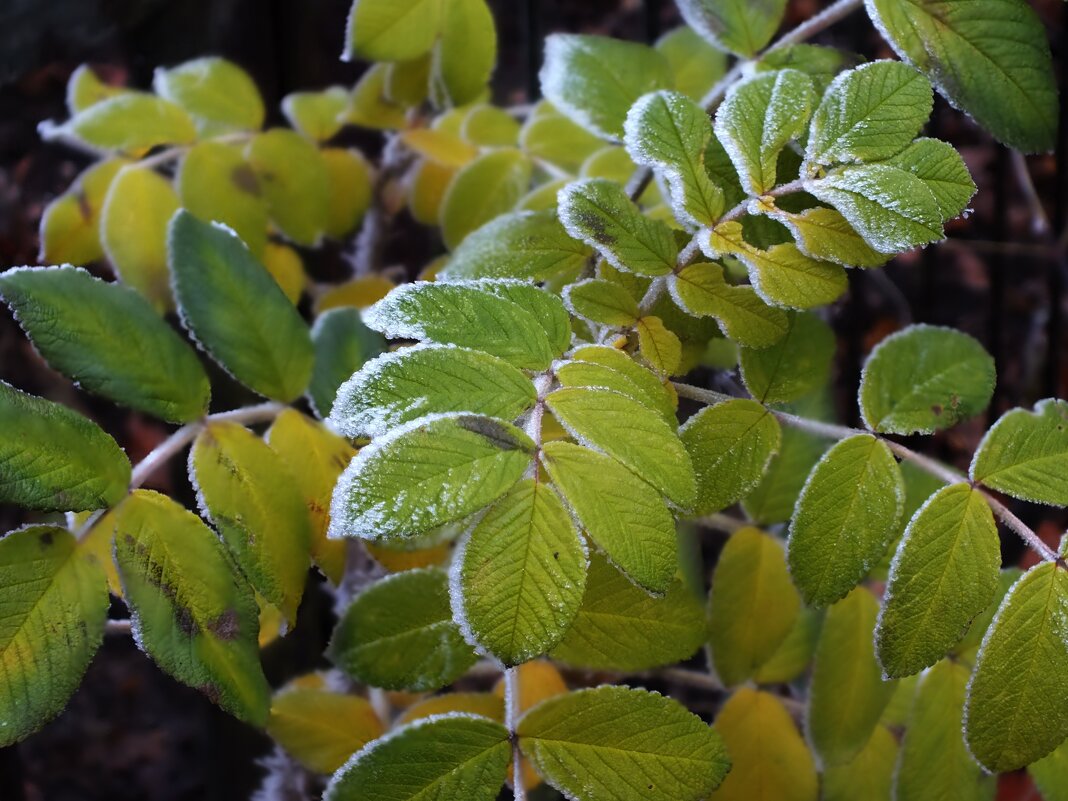 ** - Зоя Мишина