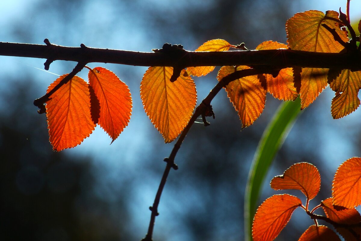 Осенние листья - Юрий. Шмаков