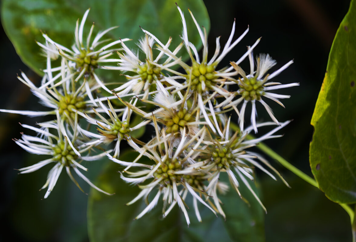 Я не знаю что это, какой то цветок - Игорь Протасов