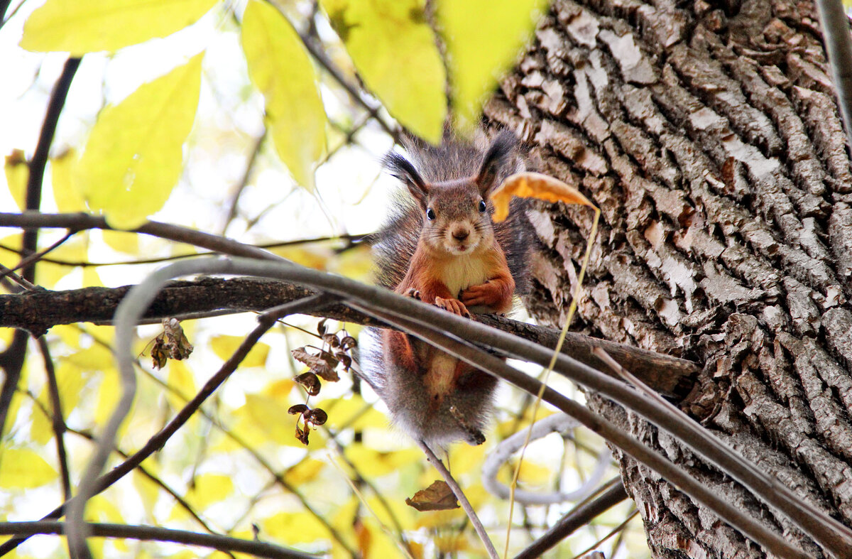 . - РИТА ЛЕВКОВА