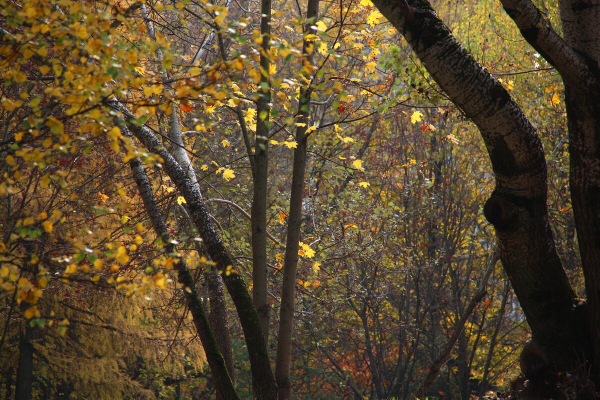 . - РИТА ЛЕВКОВА